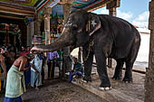 The great Chola temples of Tamil Nadu - the Nageshvara temple of Kumbakonam. The elephant blessing 